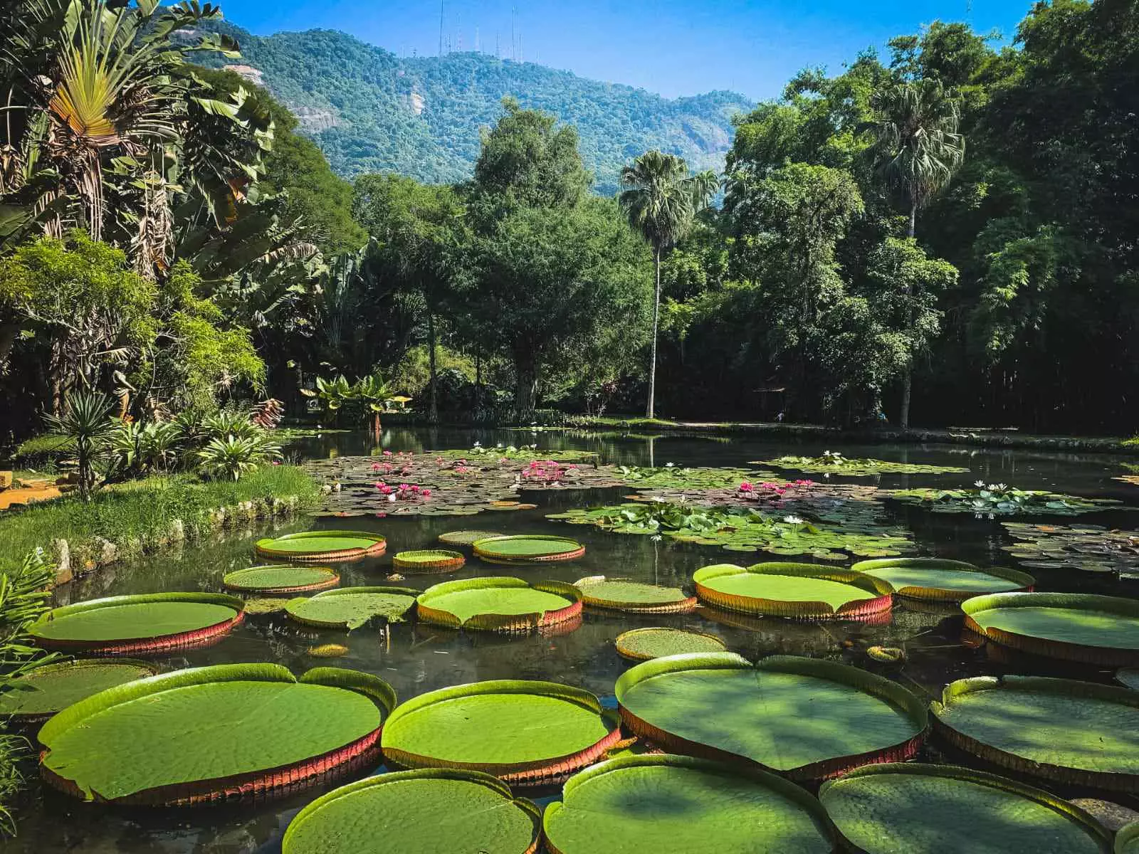 Jardim Botânico